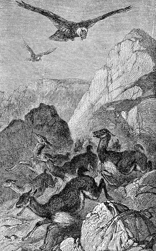 安第斯秃鹰(Vultur Gryphus)攻击一群Vicu?a (Lama Vicugna) - 19世纪